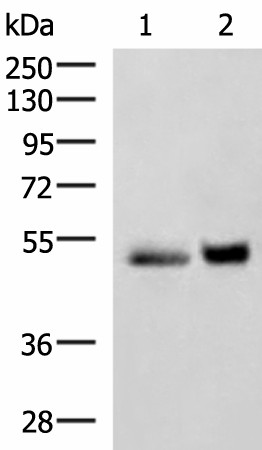 SIGLEC6 Polyclonal Antibody (E-AB-52953)