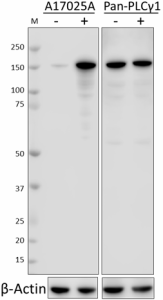 Purified anti-PLCγ1 Phospho (Tyr783) Antibody (612401)