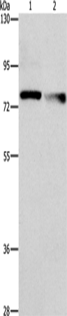 NEK11 Polyclonal Antibody (E-AB-10921)