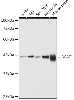 BCAT1 Polyclonal Antibody (E-AB-91506)