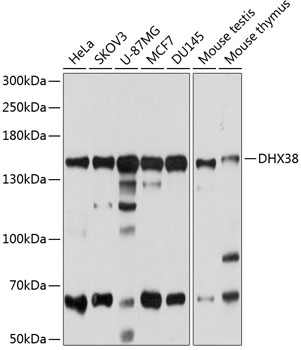 DHX38 Polyclonal Antibody (E-AB-63786)