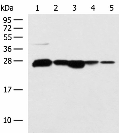 CCDC134 Polyclonal Antibody (E-AB-53098)