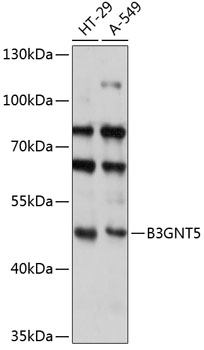 B3GNT5 Polyclonal Antibody (E-AB-90841)