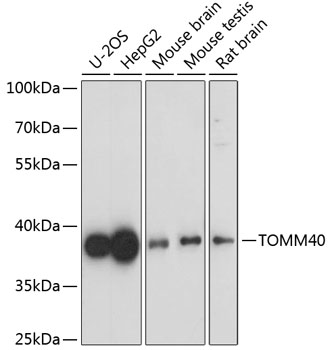 TOMM40 Polyclonal Antibody (E-AB-65428)