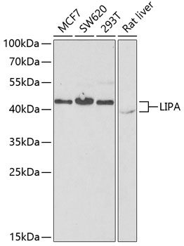 LIPA Polyclonal Antibody (E-AB-62817)