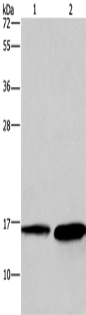 HINT2 Polyclonal Antibody (E-AB-14123)