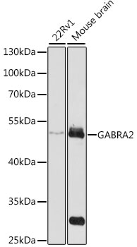 GABRA2 Polyclonal Antibody (E-AB-91971)