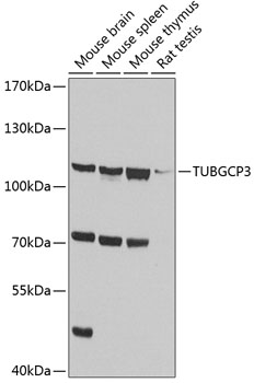 TUBGCP3 Polyclonal Antibody (E-AB-68365)