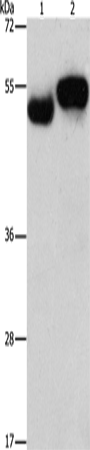 AMZ1 Polyclonal Antibody (E-AB-16176)