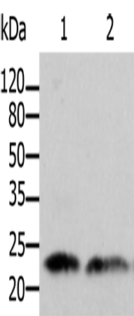 ARF1 Polyclonal Antibody (E-AB-12249)