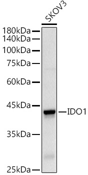 IDO1 Polyclonal Antibody (E-AB-93146)