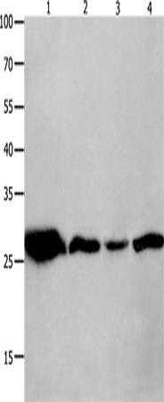 14-3-3 theta Polyclonal Antibody (E-AB-12588)