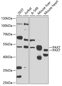 PAX7 Polyclonal Antibody (E-AB-92766)