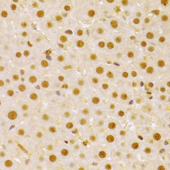 CDC25A Polyclonal Antibody (E-AB-60230)