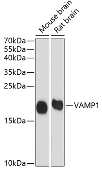 VAMP1 Polyclonal Antibody (E-AB-65603)