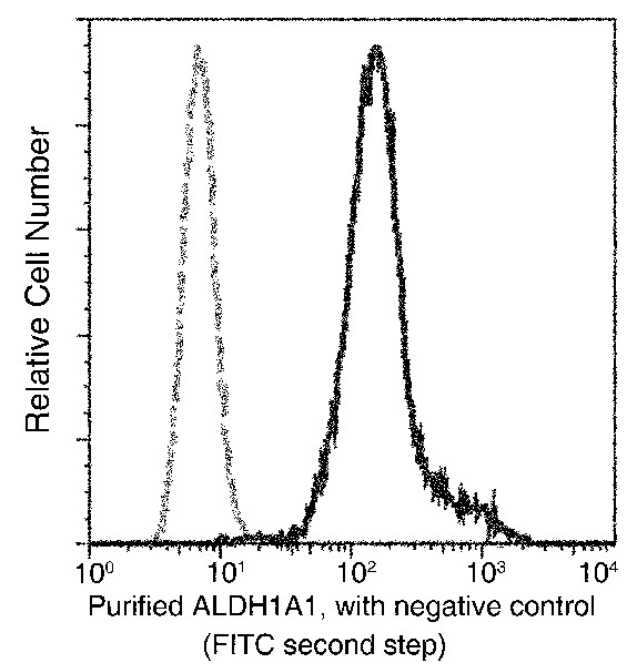 ALDH1/ALDH1A1/ALDC Monoclonal Antibody (AN200041P)