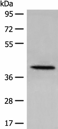 DHRS7 Polyclonal Antibody (E-AB-52605)