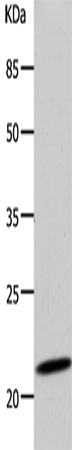 DUT Polyclonal Antibody (E-AB-12372)