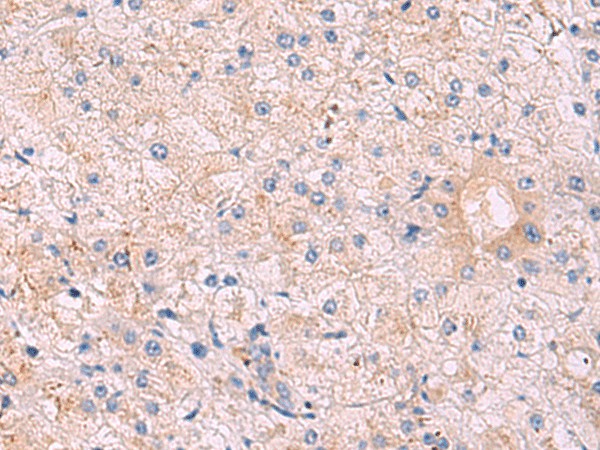 KANSL1L Polyclonal Antibody (E-AB-18156)