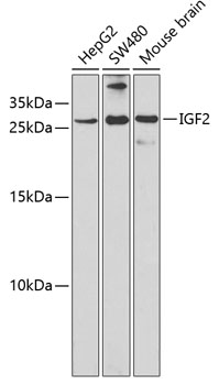 IGF2 Polyclonal Antibody (E-AB-67408)