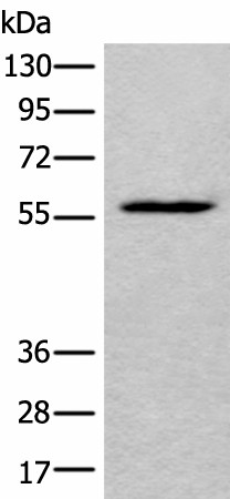 LDHD Polyclonal Antibody (E-AB-18267)