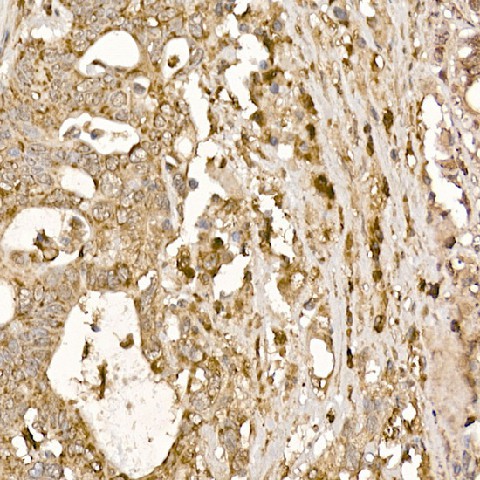 PTGES3 Polyclonal Antibody (E-AB-66063)