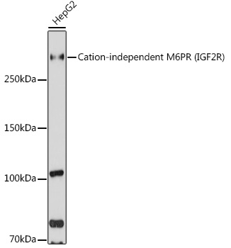 IGF2R Polyclonal Antibody (E-AB-68294)