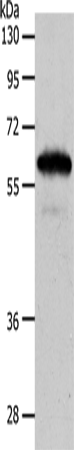 INA Polyclonal Antibody (E-AB-15913)