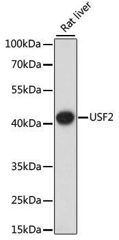 USF2 Polyclonal Antibody (E-AB-65572)