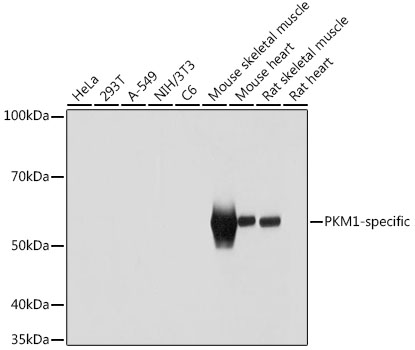 PKM1-specific Polyclonal Antibody (E-AB-92126)