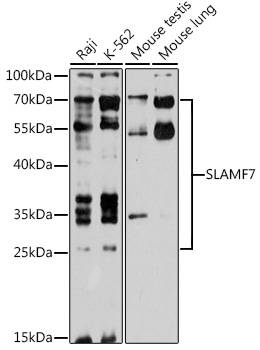 SLAMF7 Polyclonal Antibody (E-AB-90741)