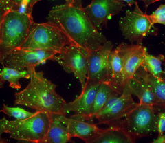 Ultra-LEAF™ Purified anti-human Glypican-4 Antibody (386403)