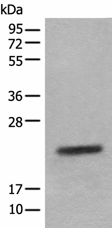 CRYGS Polyclonal Antibody (E-AB-18536)