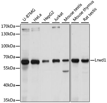 Lrwd1 Polyclonal Antibody (E-AB-92356)