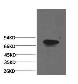 Transferrin Monoclonal Antibody (E-AB-22178)