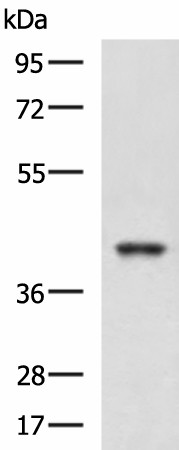RBM4 Polyclonal Antibody (E-AB-19255)