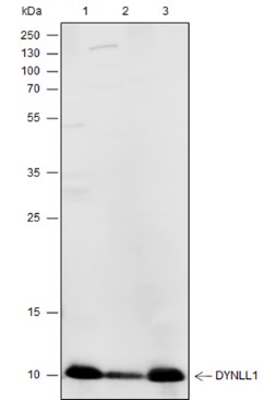 Recombinant DYNLL1 Monoclonal Antibody (AN301509L)