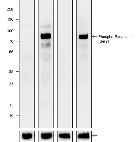 Recombinant Phospho-Synapsin-1 (Ser9) Monoclonal Antibody (AN302102L)