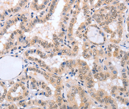 FADD Polyclonal Antibody (E-AB-14078)