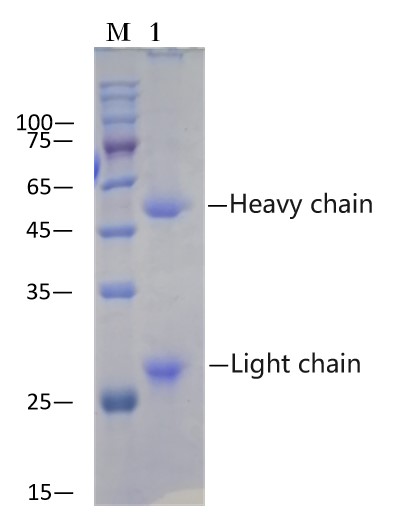 Mouse IgG Immunomagnetic Beads (EA-IP-100M)