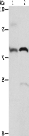 ATXN1 Polyclonal Antibody (E-AB-14779)