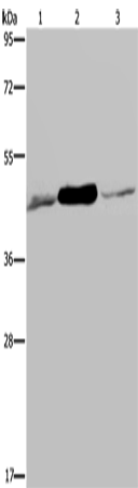 IDH2 Polyclonal Antibody (E-AB-15121)