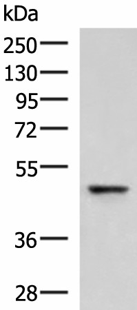 RMDN2 Polyclonal Antibody (E-AB-52932)