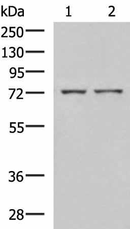 ZAP70 Polyclonal Antibody (E-AB-19063)