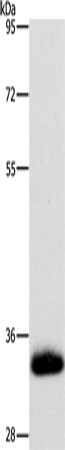 AMBP Polyclonal Antibody (E-AB-10779)