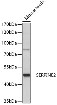SERPINE2 Polyclonal Antibody (E-AB-90877)