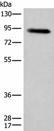 C1R Polyclonal Antibody (E-AB-52498)