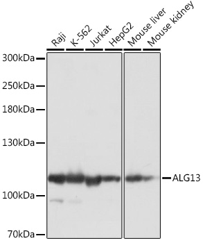 ALG13 Polyclonal Antibody (E-AB-91976)