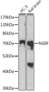 NGEF Polyclonal Antibody (E-AB-91558)
