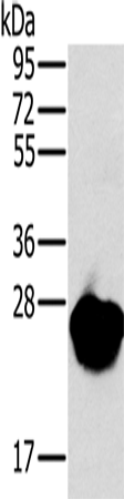 MYL3 Polyclonal Antibody (E-AB-11415)